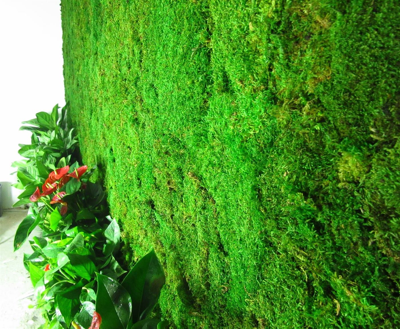 Textura mușchiului plat stabilizat, cu plante naturale la bază
